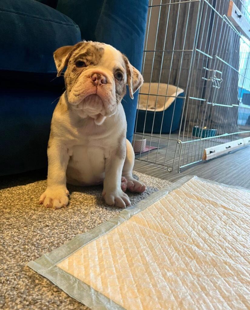 English Bulldogs - Royale Puppies