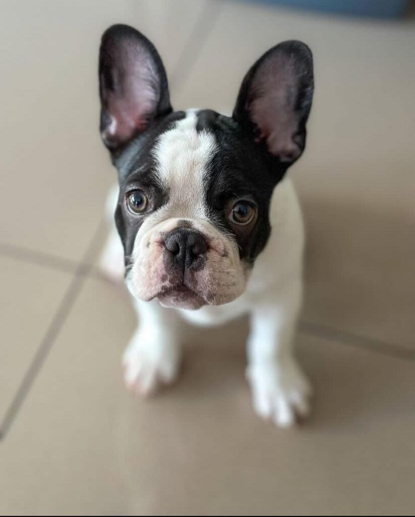 French Bulldogs - Royale Puppies